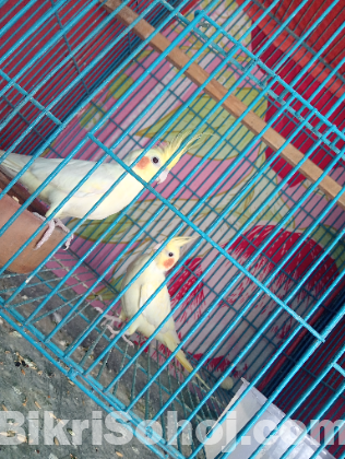 ককাটেল পাখি